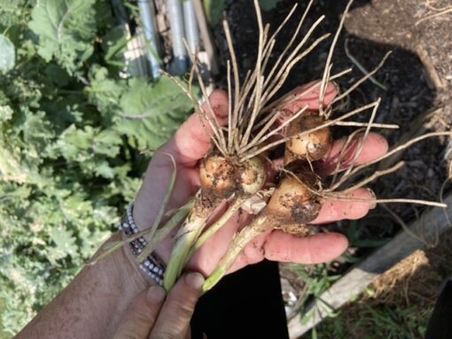 French Shallots