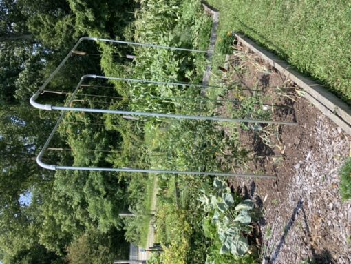 tomato trellis