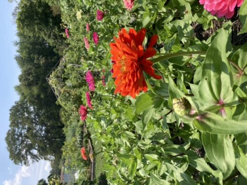 zinnias