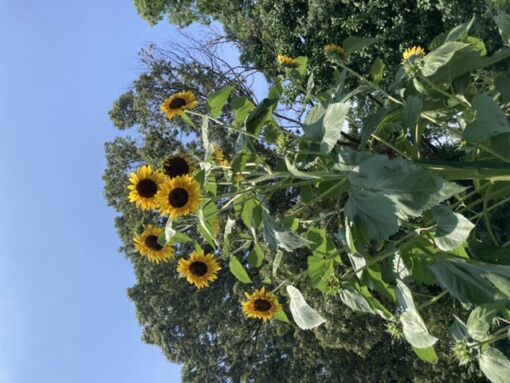 sunflowers